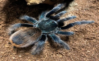 Aphonopelma mooreae / Mexican Jade Fuego Tarantula / North American Cobalt Tarantula / Jade Fuego Tarantula / Mexican Cobalt Tarantula - Sling